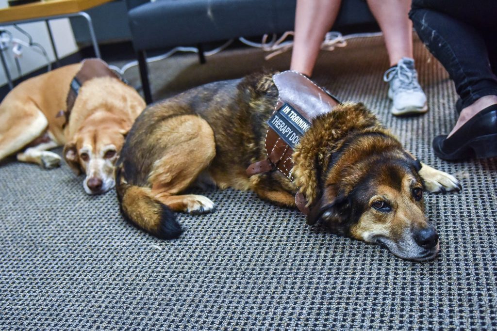 Animal Assisted Therapy | Evergreen Wellness | Integrated Mental & Physical Wellness Centre | Olds and Didsbury Alberta